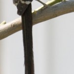 Elsterwürger / Magpie shrike