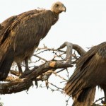 Weißrückengeier /  White-backed vulture