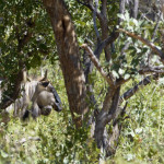 Gnu / Blue Wildebeest