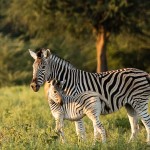 Zebras
