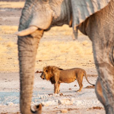 Etosha_2