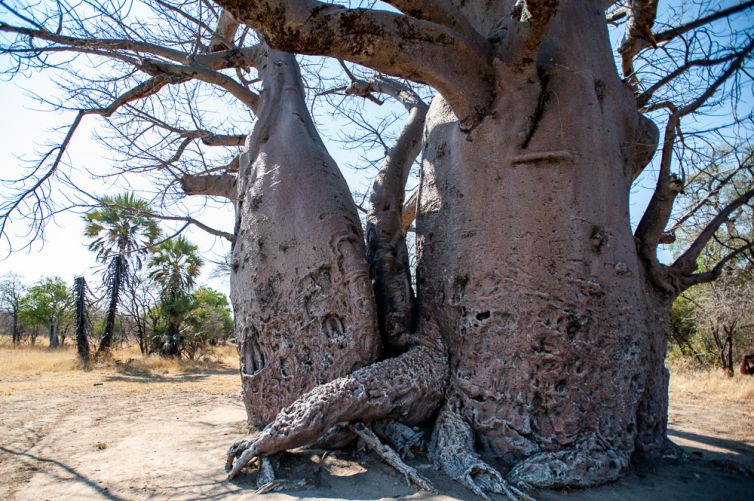 Baobab