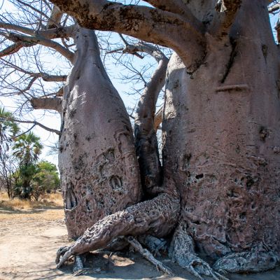 Baobab